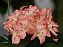Rhodo brokeanum var grazile1